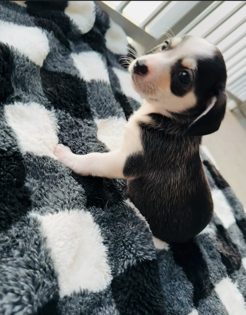 Majestic, a playful black-and-white Husky Chihuahua mix puppy, sitting confidently on a cozy black-and-white blanket.